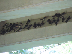 Petrochelidon fulva