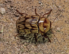 Cryptocephalus atrofasciatus