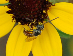 Lasioglossum zephyrus