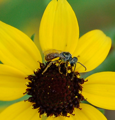 Lasioglossum zephyrus