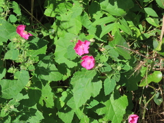 Pavonia lasiopetala
