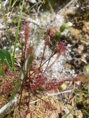 Drosera
