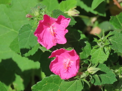 Pavonia lasiopetala