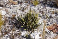 Corymbium glabrum