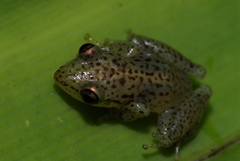 Guibemantis