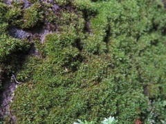 Bryoerythrophyllum recurvirostrum
