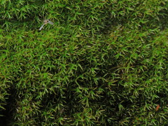Bryoerythrophyllum recurvirostrum