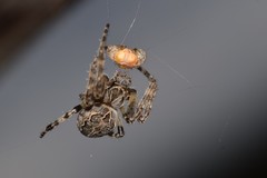 Larinioides sclopetarius