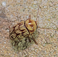 Cryptocephalus atrofasciatus