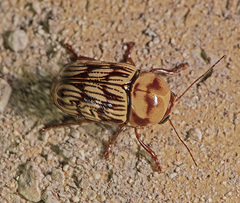 Cryptocephalus atrofasciatus
