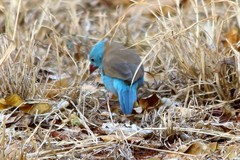 Uraeginthus cyanocephalus