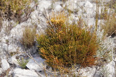 Brunia paleacea