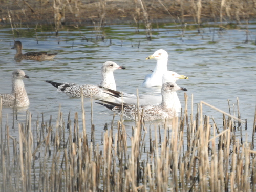 Ring-billed Gull photographed in North Dakota