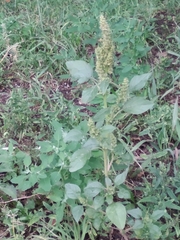 Amaranthus retroflexus