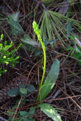 Platanthera algeriensis
