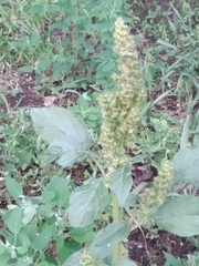 Amaranthus retroflexus