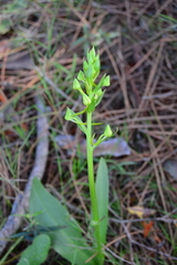 Platanthera algeriensis