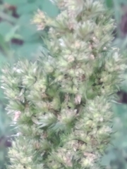 Amaranthus retroflexus