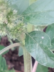 Amaranthus retroflexus