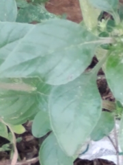 Amaranthus retroflexus