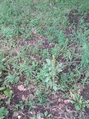 Amaranthus retroflexus