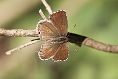 Cacyreus marshalli