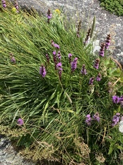 Liatris helleri
