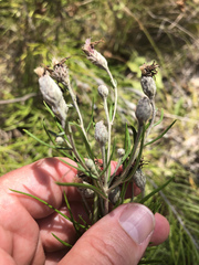 Vernonia lindheimeri