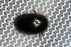 Cymbiodyta bifidus