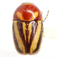 Cryptocephalus bispinus