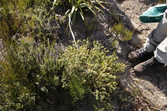 Campylostachys cernua