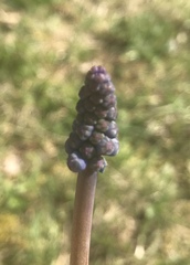 Muscari armeniacum