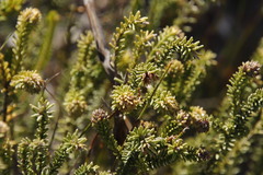 Campylostachys cernua