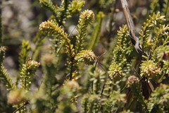 Campylostachys cernua