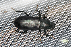 Xylopinus saperdoides