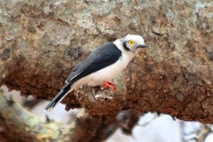 Prionops plumatus vinaceigularis