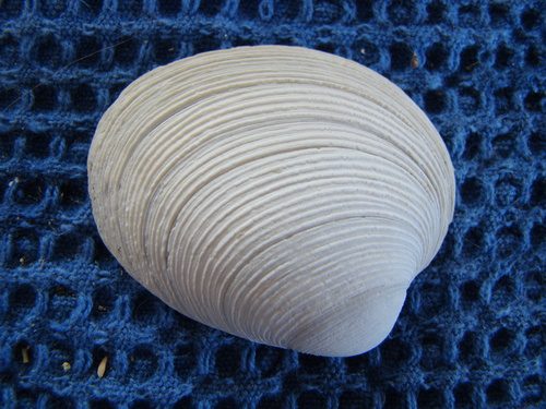 Dosina mactracea