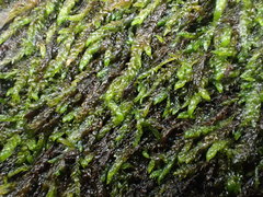 Hygrohypnum