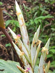 Pleiostachya pruinosa