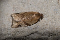 Paramesia gnomana