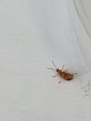 Galerucella calmariensis