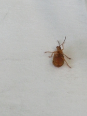 Galerucella calmariensis