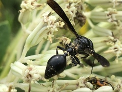 Zethus spinipes spinipes