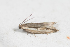 Ancylis apicella