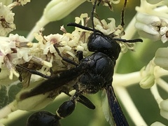 Zethus spinipes spinipes