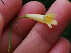 Russelia equisetiformis