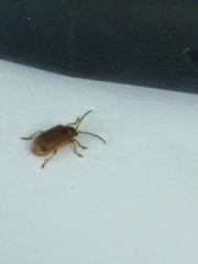 Galerucella calmariensis