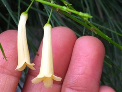 Russelia equisetiformis