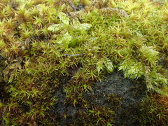 Bryoerythrophyllum recurvirostrum