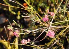 Erica articularis